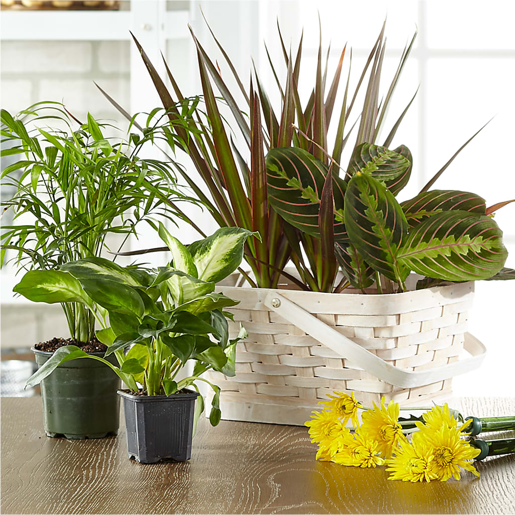 Florist Designed Blooming and Green Plants in a Basket – COBORN'S INC FLORAL SHOPPES, Saint Cloud MN