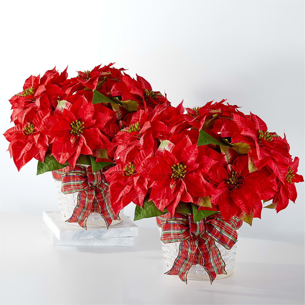 Happiest Holidays Poinsettia Bundle – COBORN'S INC FLORAL SHOPPES, Saint Cloud MN