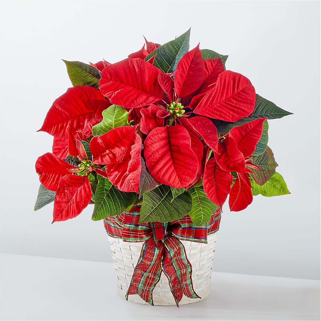Happiest Holidays Poinsettia – COBORN'S INC FLORAL SHOPPES, Saint Cloud MN