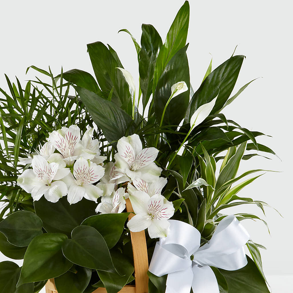 Peace & Serenity Dishgarden – COBORN'S INC FLORAL SHOPPES, Saint Cloud MN
