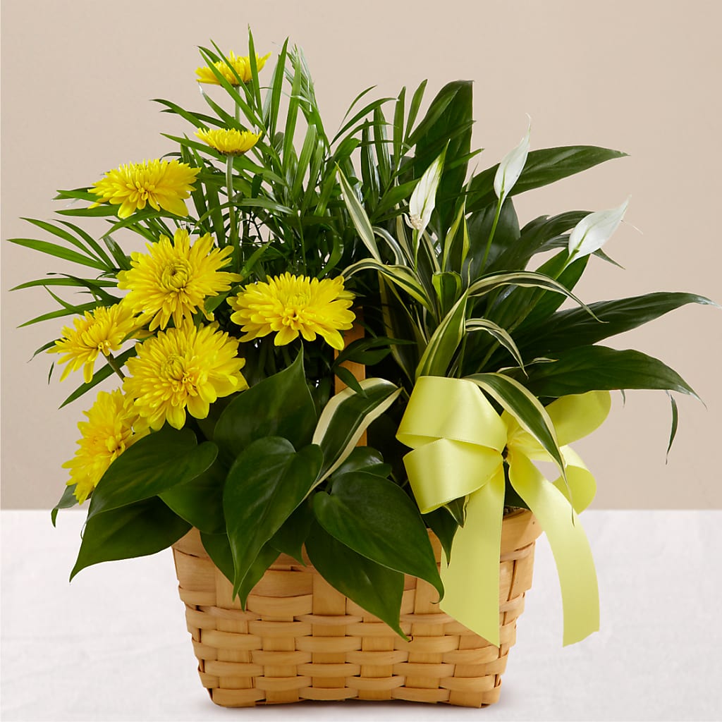 Loving Light Dishgarden – COBORN'S INC FLORAL SHOPPES, Saint Cloud MN