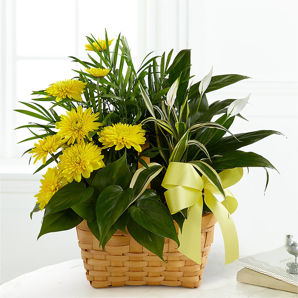 Loving Light Dishgarden – COBORN'S INC FLORAL SHOPPES, Saint Cloud MN
