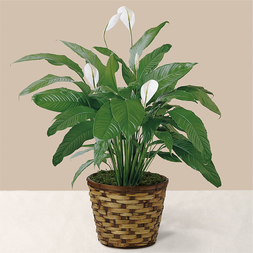 Tranquil Moments Peace Lily Plant – COBORN'S INC FLORAL SHOPPES, Saint Cloud MN