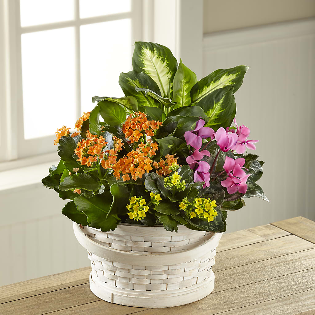 Color Crush Dishgarden – COBORN'S INC FLORAL SHOPPES, Saint Cloud MN