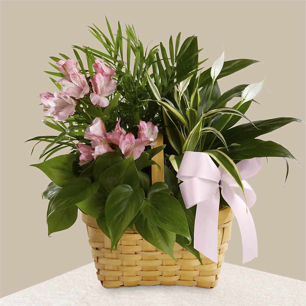 Living Spirit Dishgarden – COBORN'S INC FLORAL SHOPPES, Saint Cloud MN