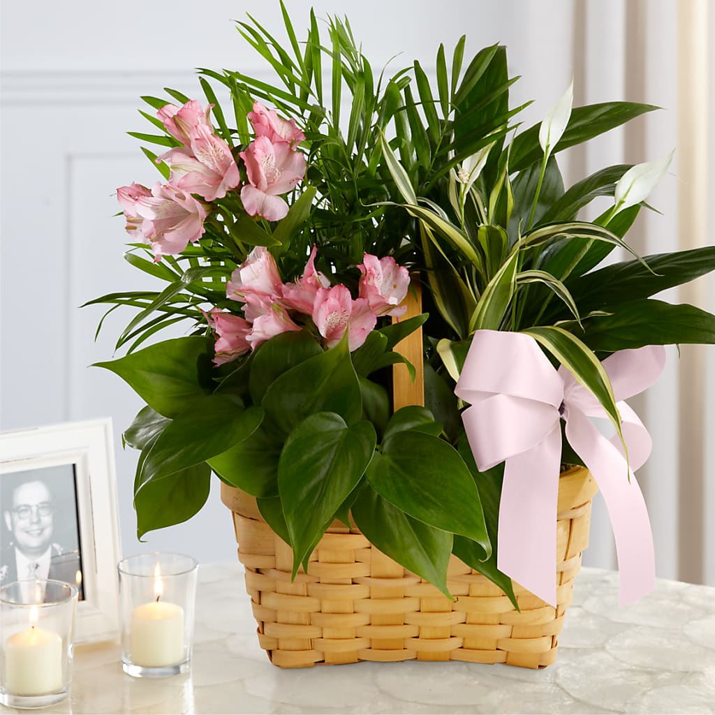 Living Spirit Dishgarden – COBORN'S INC FLORAL SHOPPES, Saint Cloud MN