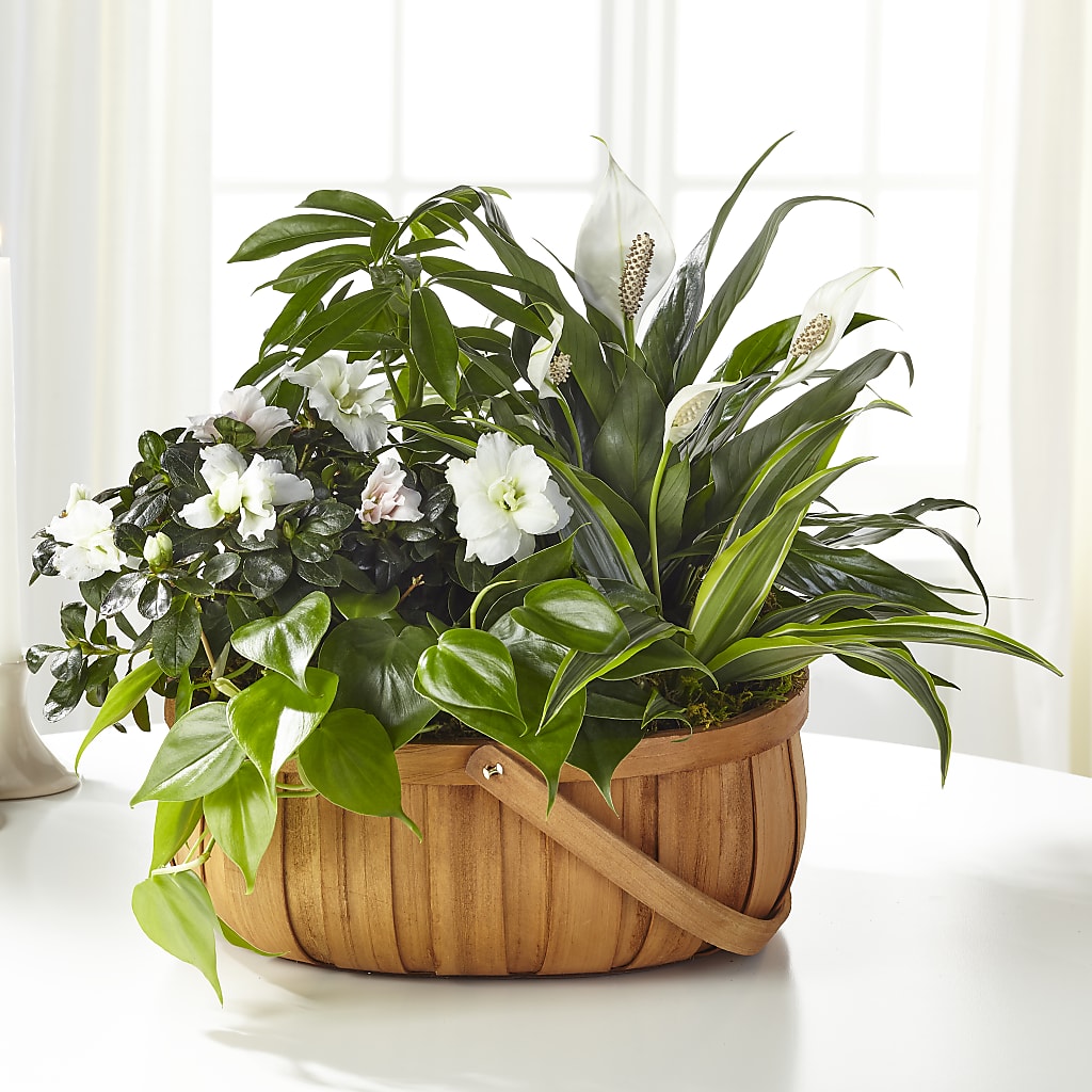 Serene Dishgarden – COBORN'S INC FLORAL SHOPPES, Saint Cloud MN
