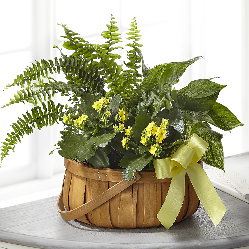 Always Dear Dishgarden – COBORN'S INC FLORAL SHOPPES, Saint Cloud MN