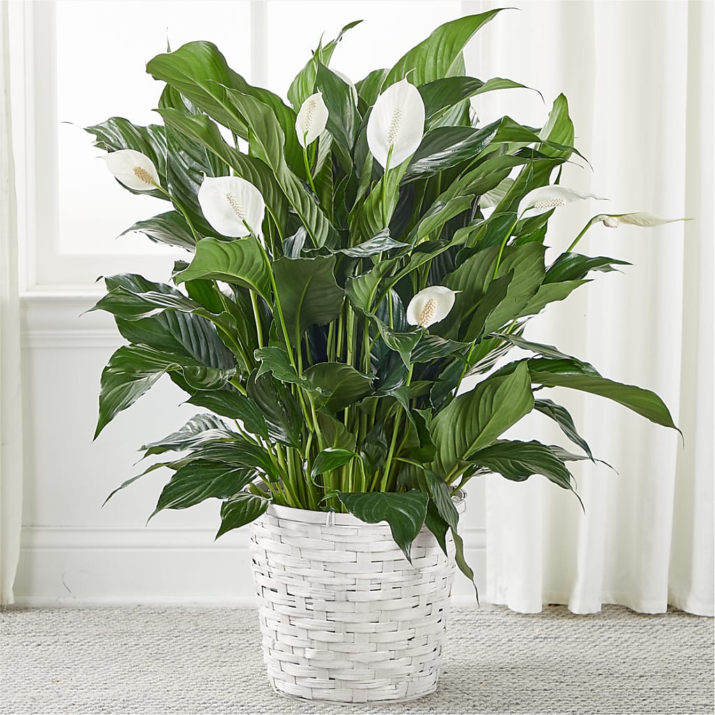 A New Leaf Peace Lily – COBORN'S INC FLORAL SHOPPES, Saint Cloud MN