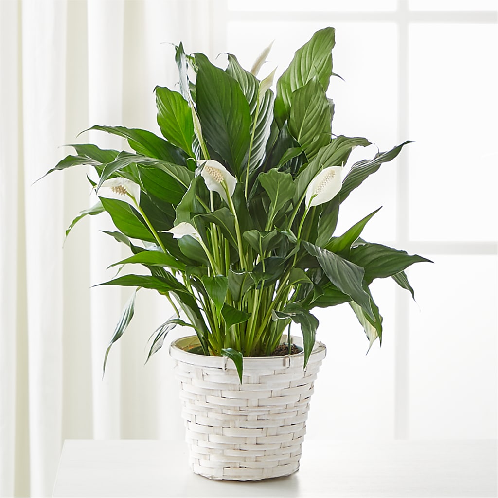 A New Leaf Peace Lily – COBORN'S INC FLORAL SHOPPES, Saint Cloud MN