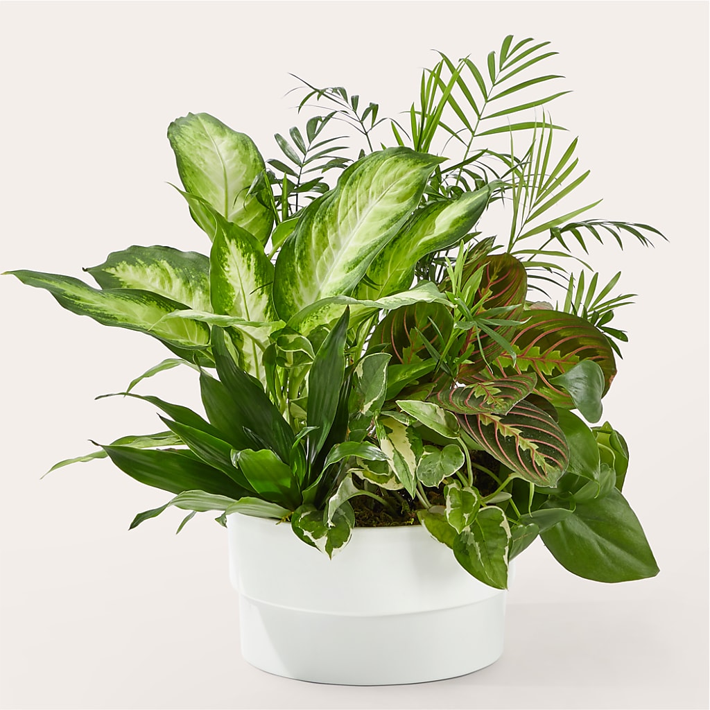 Radiating Positivity Dishgarden – COBORN'S INC FLORAL SHOPPES, Saint Cloud MN