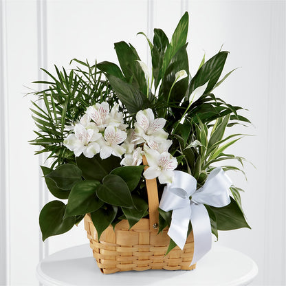 Peace & Serenity Dishgarden – COBORN'S INC FLORAL SHOPPES, Saint Cloud MN