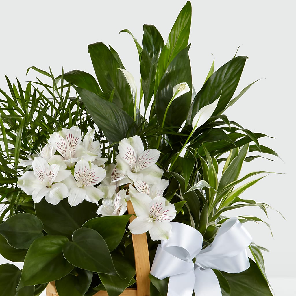 Peace & Serenity Dishgarden – COBORN'S INC FLORAL SHOPPES, Saint Cloud MN