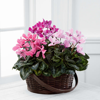 Mixed Cyclamen Planter – COBORN'S INC FLORAL SHOPPES, Saint Cloud MN