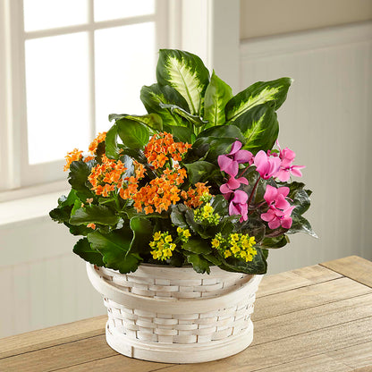 Color Crush Dishgarden – COBORN'S INC FLORAL SHOPPES, Saint Cloud MN