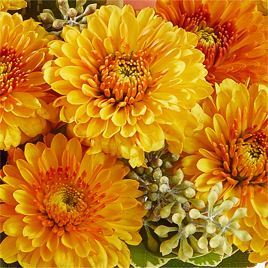 Peachy Pumpkin – COBORN'S INC FLORAL SHOPPES, Saint Cloud MN