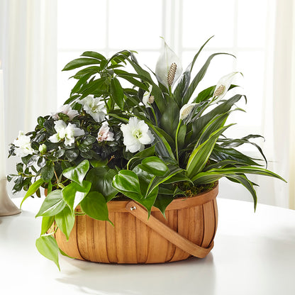 Serene Dishgarden – COBORN'S INC FLORAL SHOPPES, Saint Cloud MN