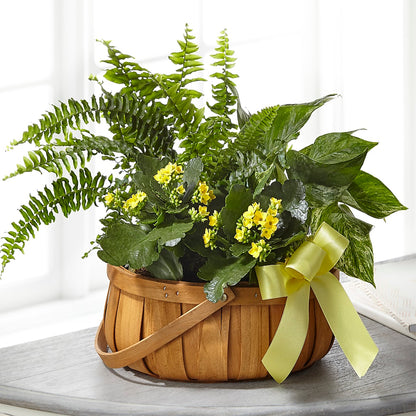Always Dear Dishgarden – COBORN'S INC FLORAL SHOPPES, Saint Cloud MN