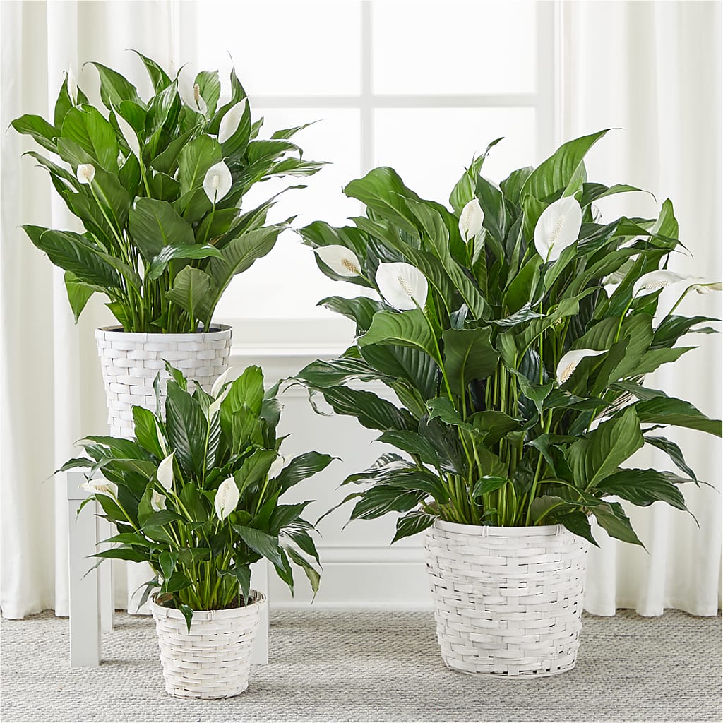 A New Leaf Peace Lily – COBORN'S INC FLORAL SHOPPES, Saint Cloud MN