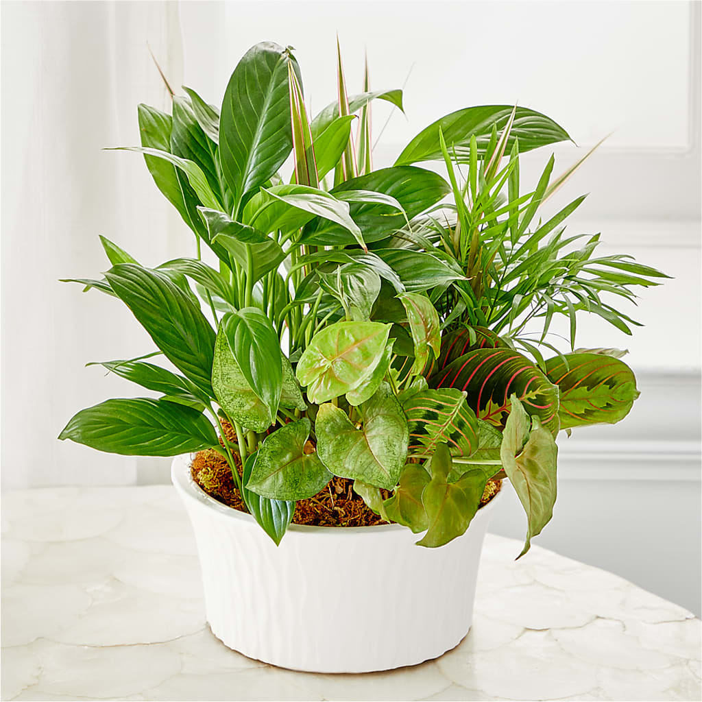 Balance & Harmony Dishgarden – COBORN'S INC FLORAL SHOPPES, Saint Cloud MN